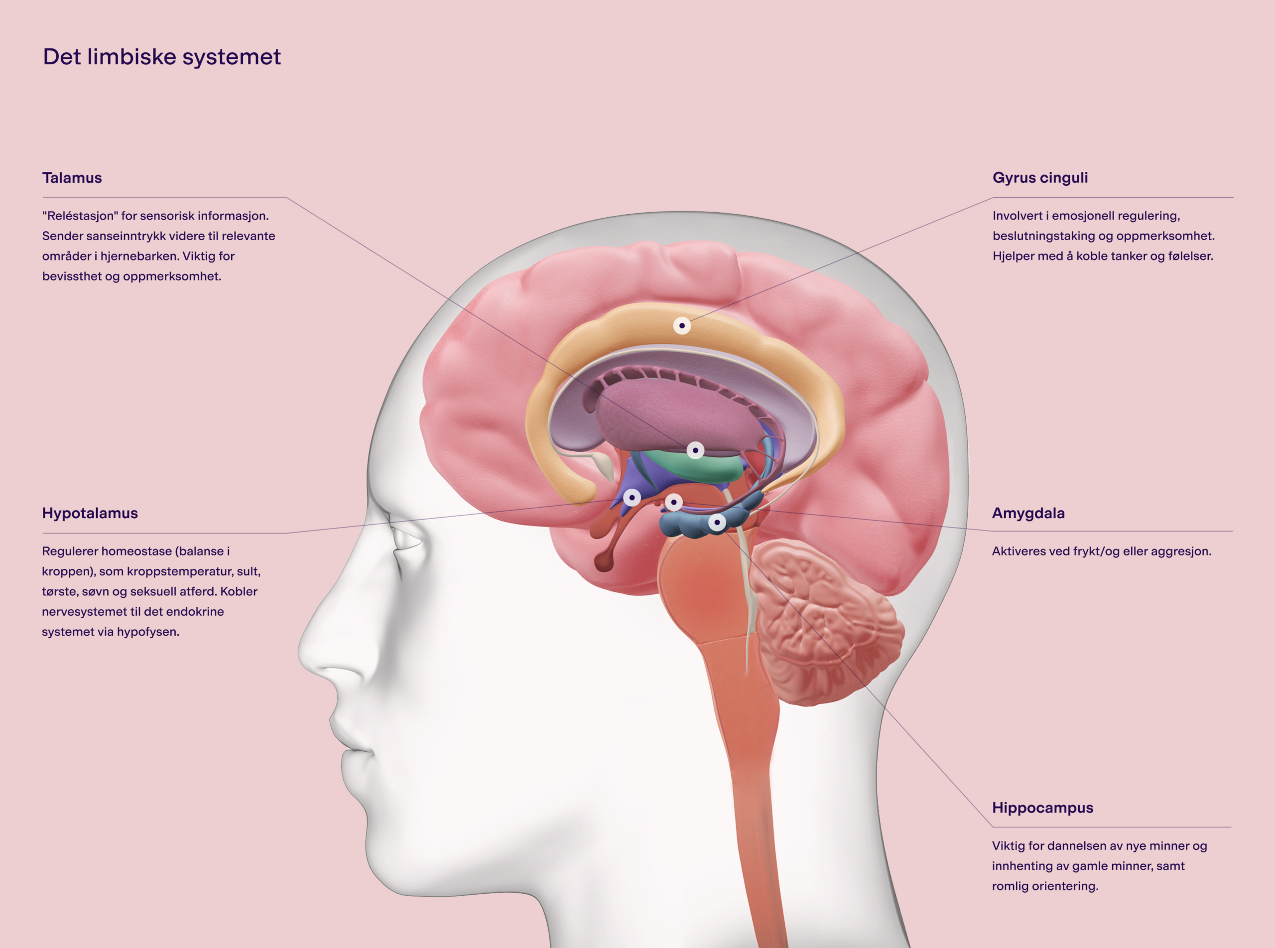 1_limbiske_system