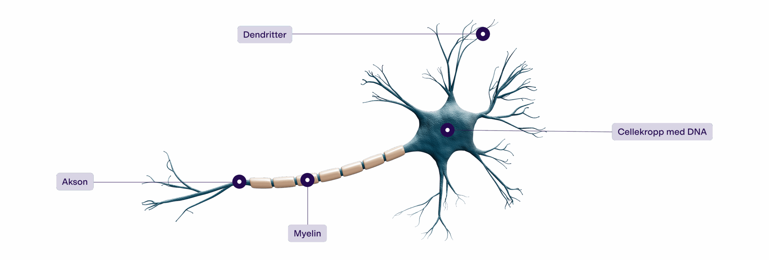 neuron_parts_2